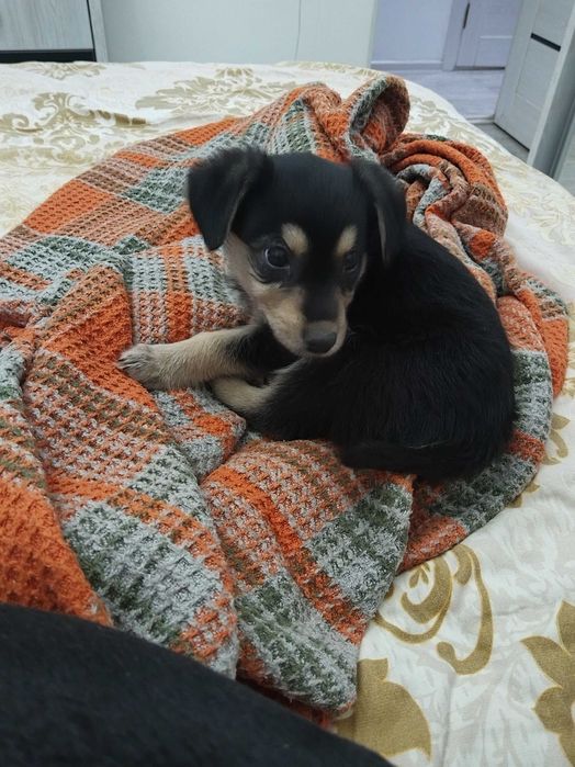 Щенки в хорошие руки