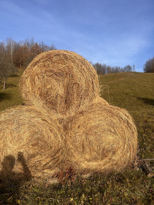 Baloti rotunzi, patrati și clăi de vanzare