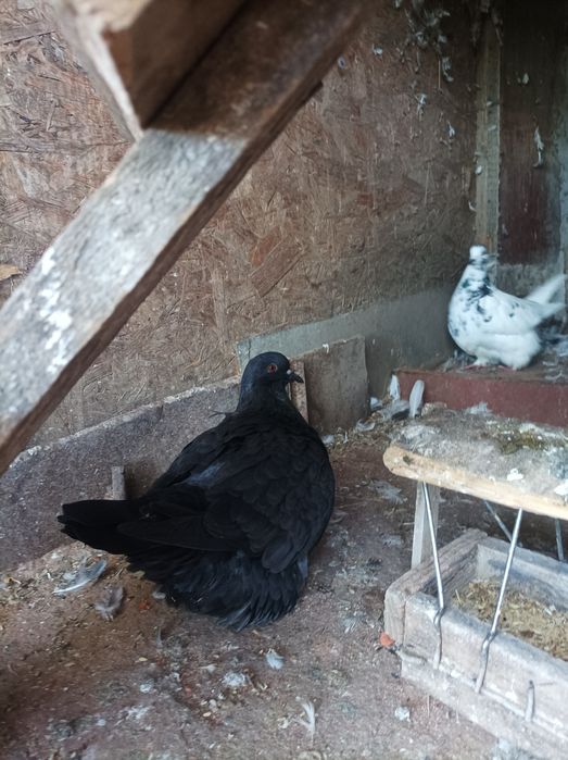 Porumbei mondaini francezi