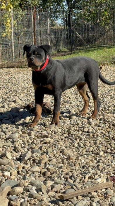 Продавам ротвайлери