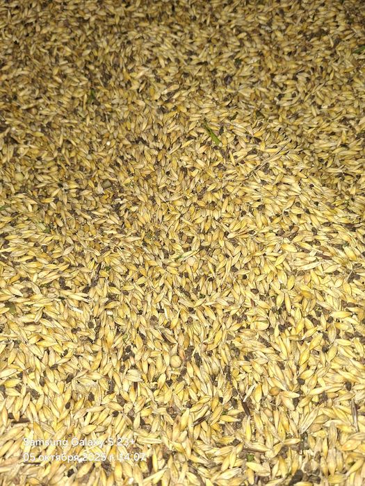 Продам ячмень нового урожая