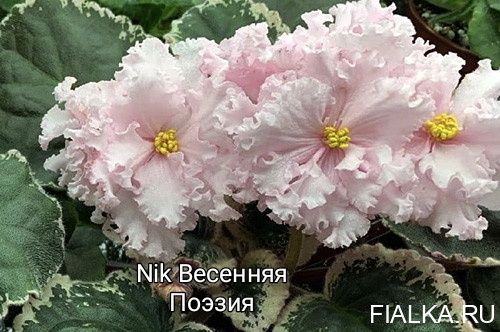 Детки фиалок сортовых