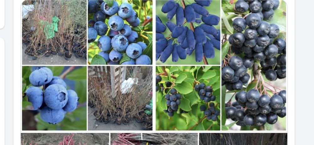 Aluni.Pawulonia.Cires.Prun.Nuci.Castan.Migdal>RO.Plantare.Coacaz.Afin