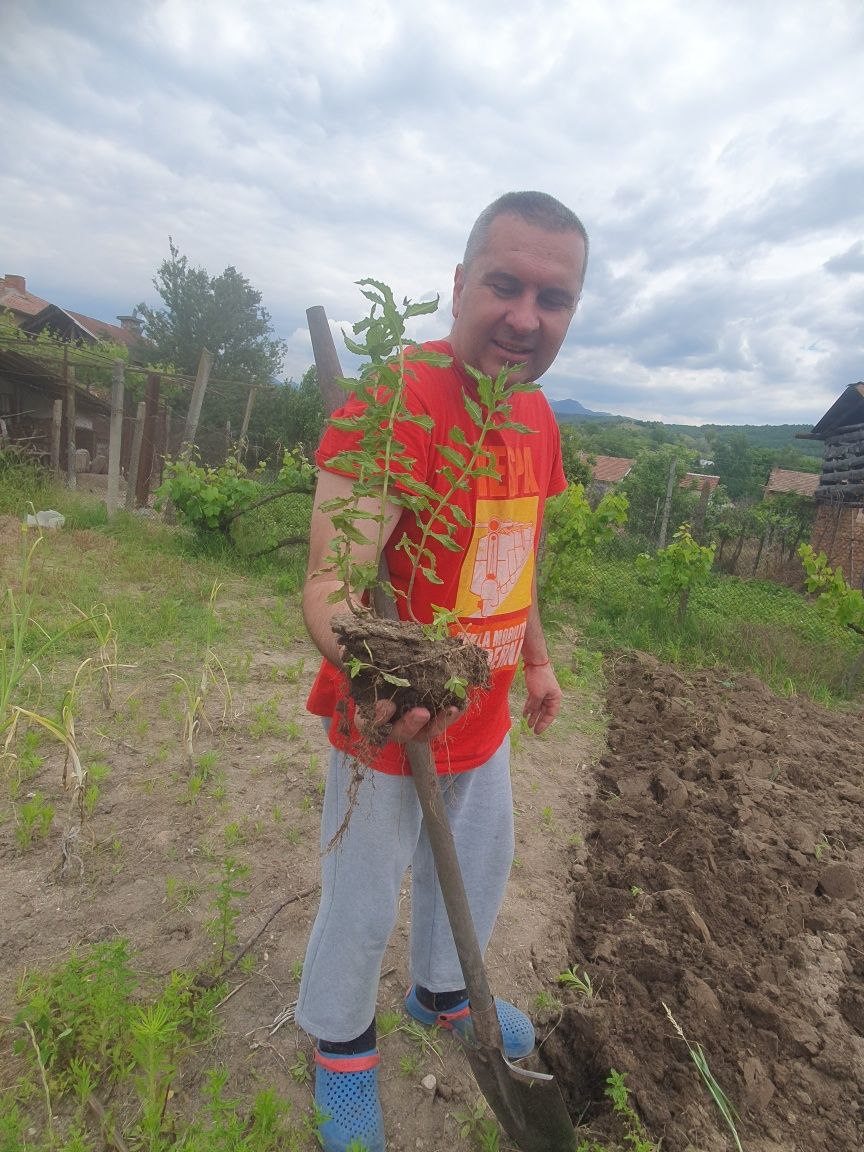 Джоджен диво растящ
