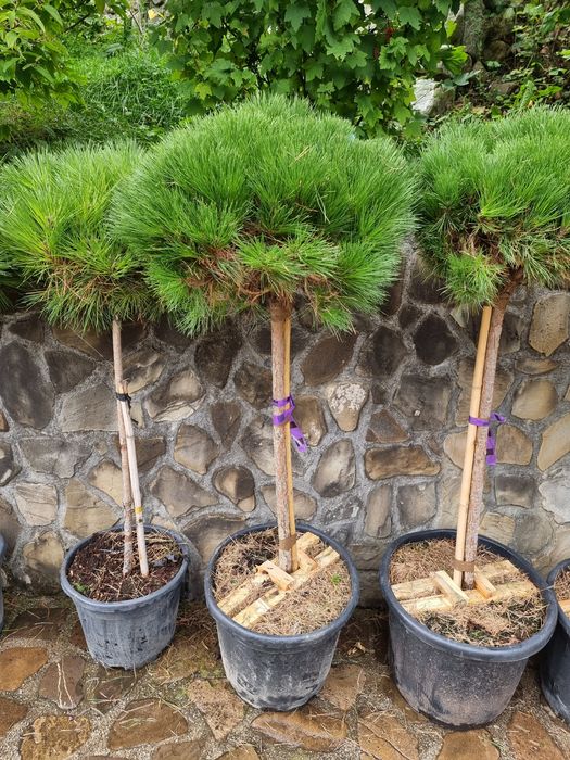 Tuia leylandi - spirale - pin pe picior - cedrus pe picior