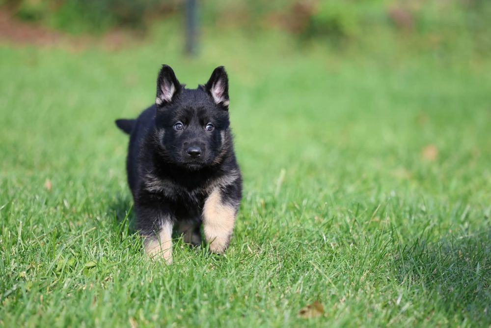 Ciobanesc German bicolor linie clasica de lucru cu pedigree canisa