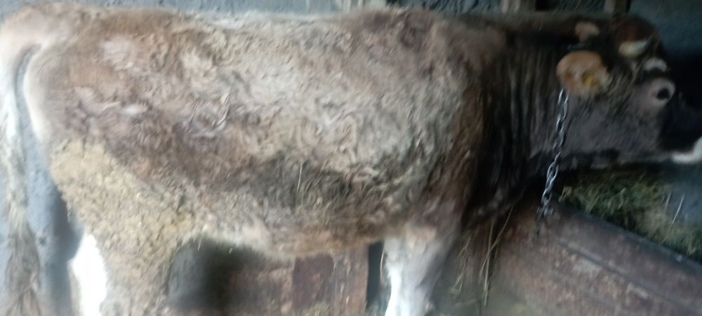 Продам телку стоит на откорме