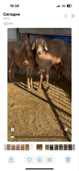 Арашан тусактар сатылады линялары бар