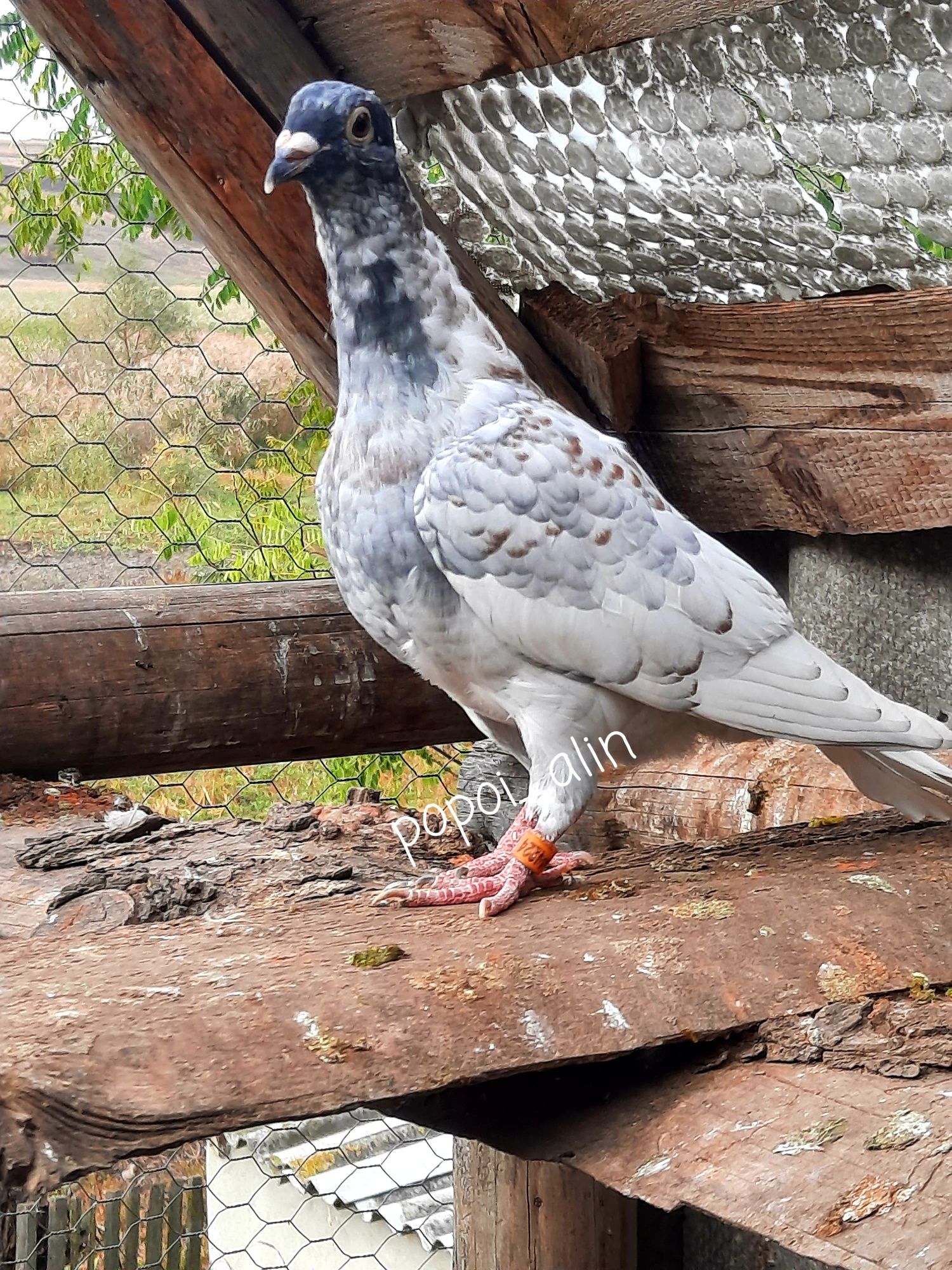 Porumbei voiajori de culori rare