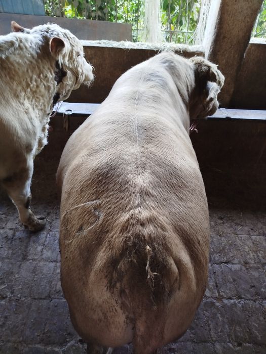 Ассаламу алейкум букалар сотилади Порода Авликол ,Сементал