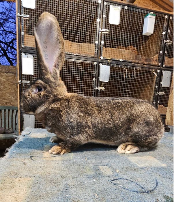 Femela Urias Gri German F158 15166