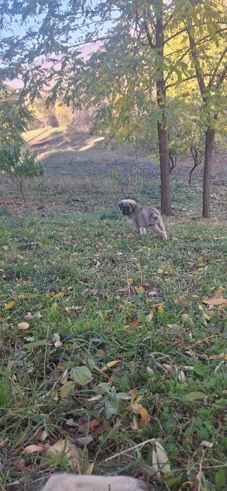 Doua Cățelușe în vârstă de 3 luni frumoase