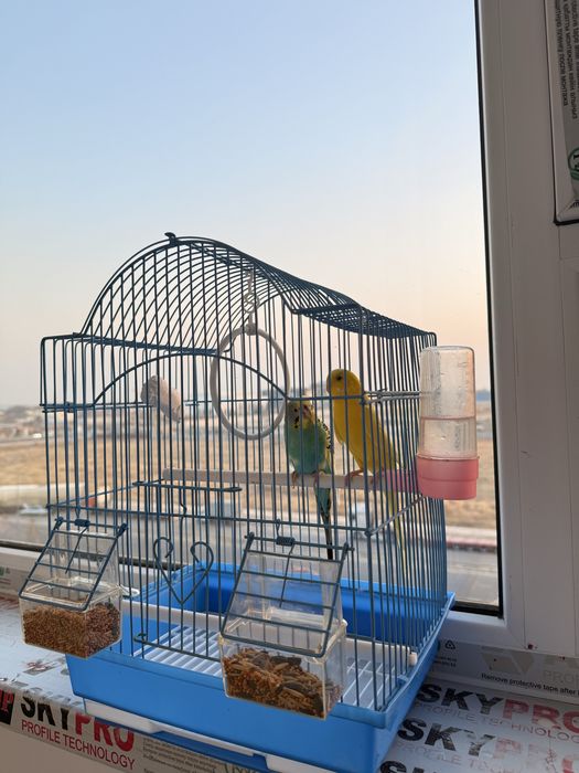 Волнистые попугаи молодые