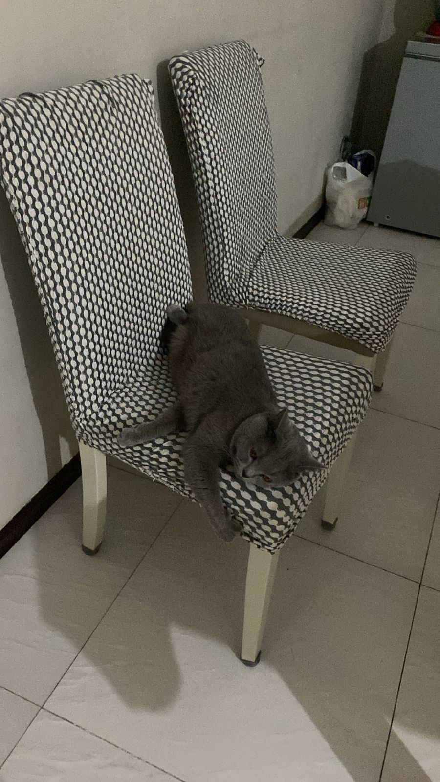 Британ мысық ,кот