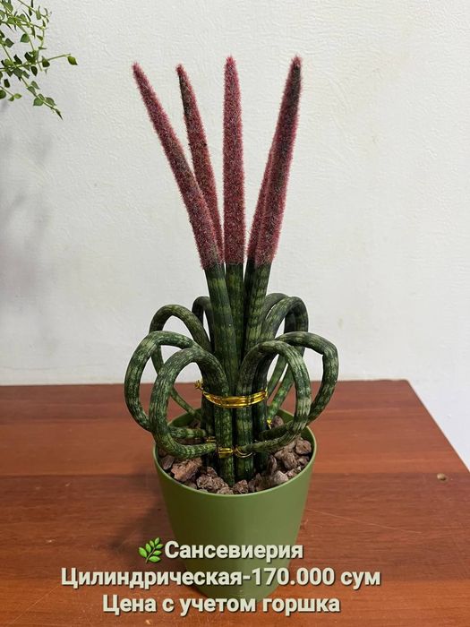 Сансевиерия и Драцена