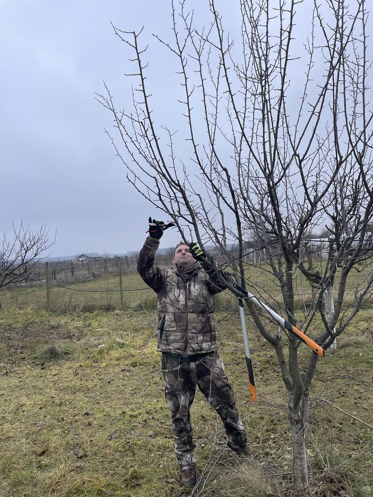 Cosmetizare pomi fructiferi /arbori