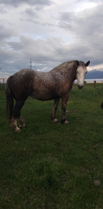 Mânze,Iepe fătate și gestante de vânzare