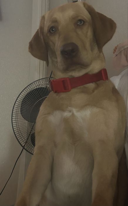 Лабрадор девочка