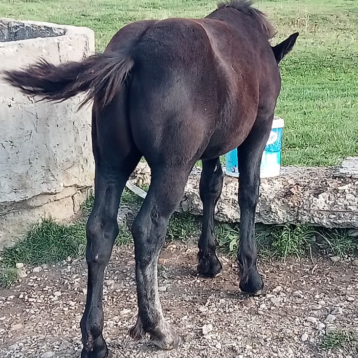 Vînd sau schimb cu vaci pereche de mînji semigrei de 5 luni