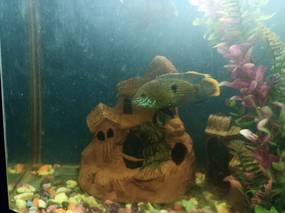 Продаю хищников цена договорная