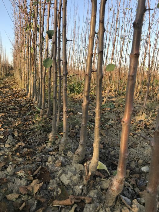 Pomi fructiferi altoiti