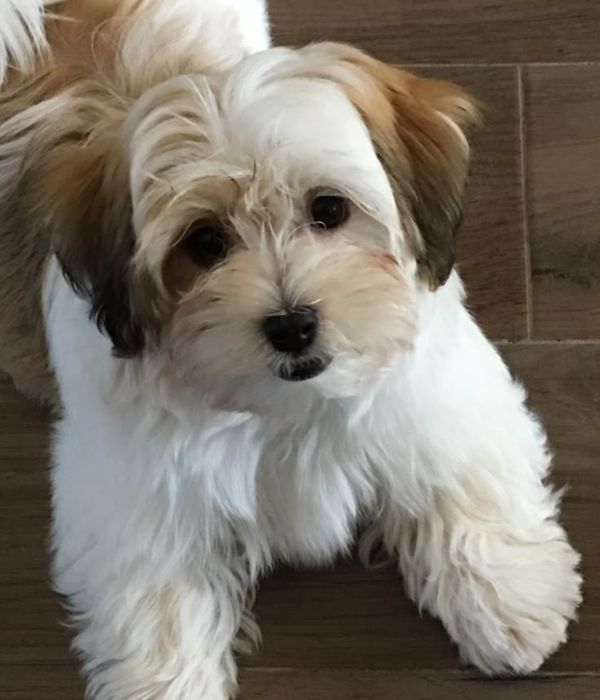 Bichon havanez  băiețel  700 lei