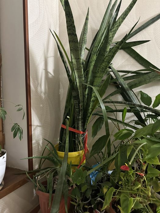 Комнатные цветы