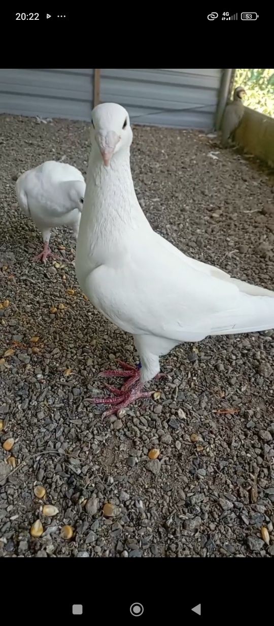 Nemis kaptar sotiladi.