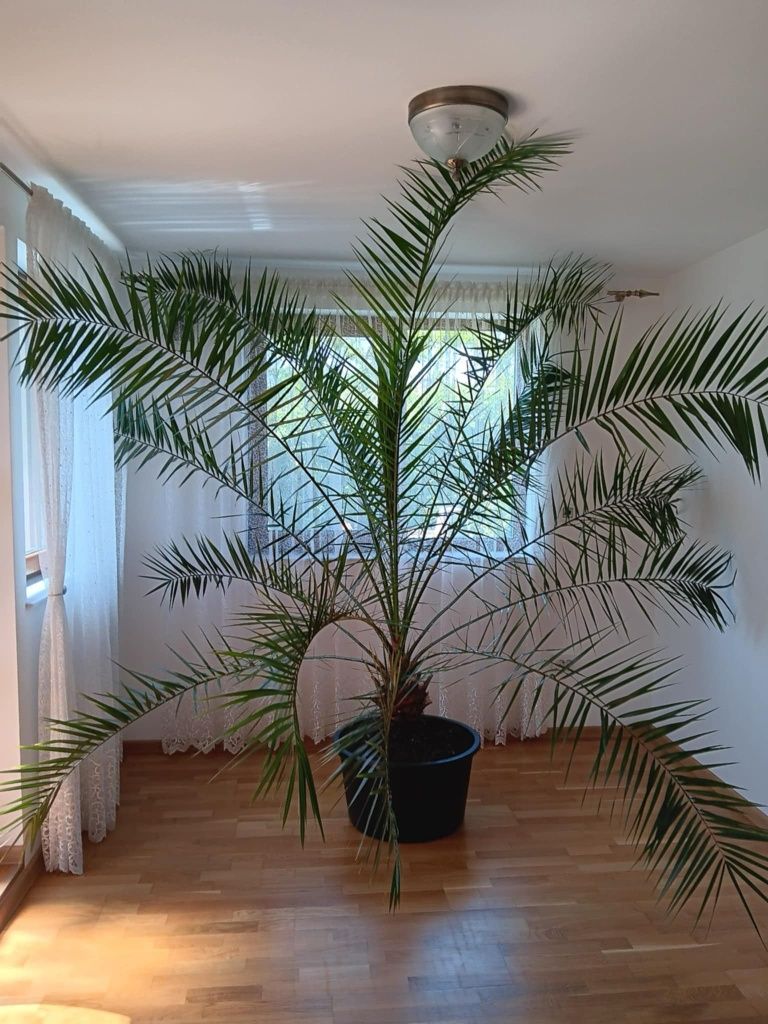 Palmier de interior