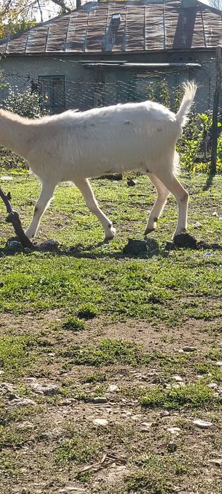 Se vinde 3 capre bune de lapte