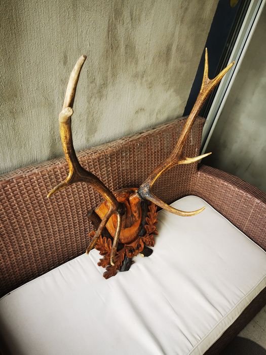 Trofeu Coarne Cerb Carpatin