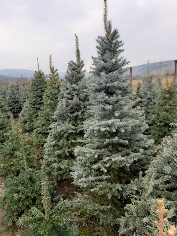 Vindem carpen ( carpinus) pt aliniamente Brazi Mesteacăn tuia etc