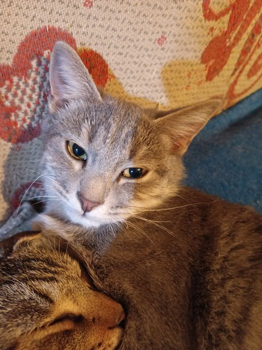 котята милые и ласковые
