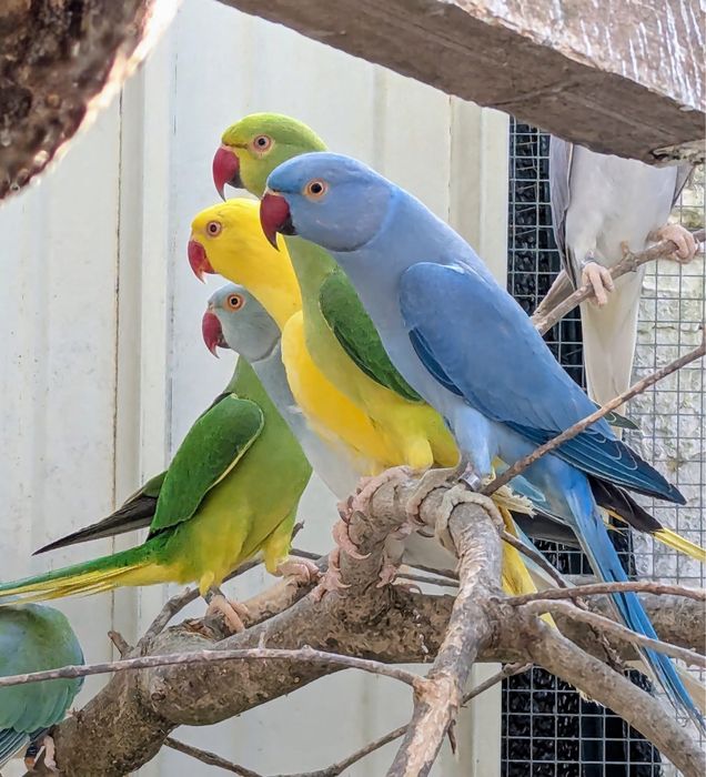 Papagali vorbitori blanzi Micul alexandru Alexander