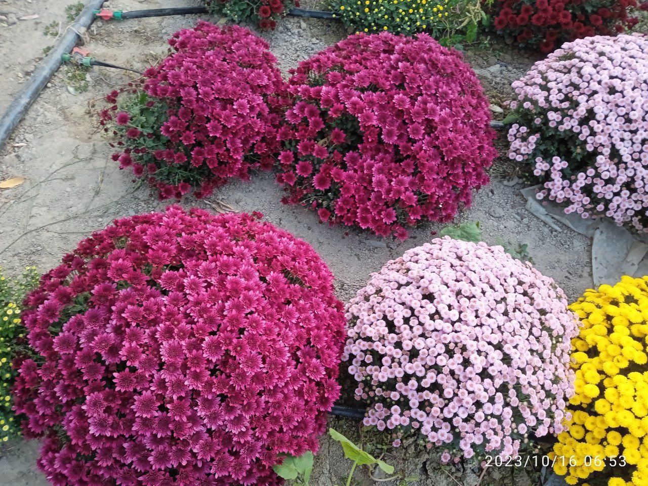 Хризантема гуллари сотувда