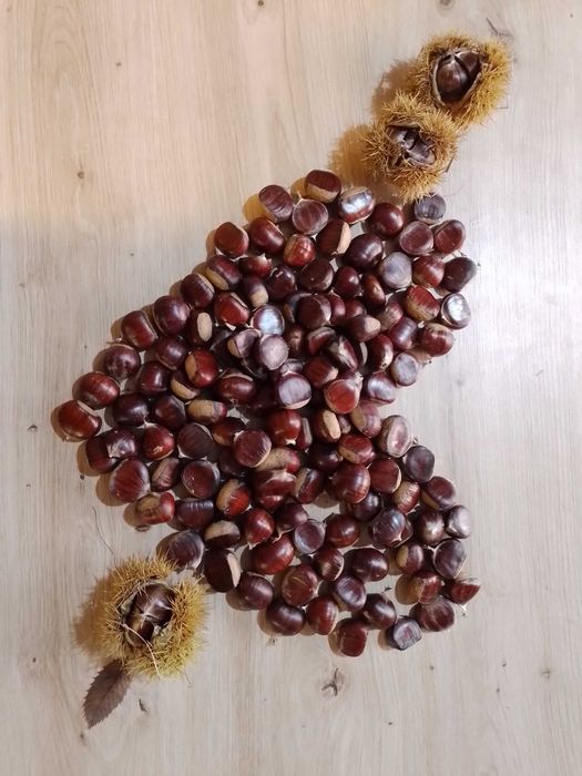 Castane comestibile din Maramures ,Ghistina