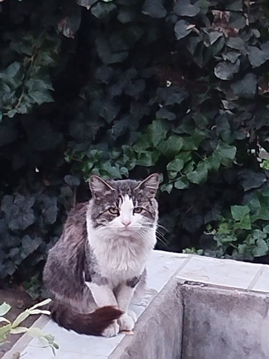 Животные умные и ласковые.