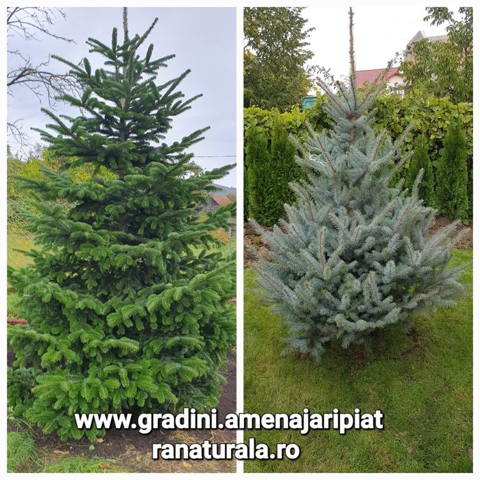 Brazi verzi, Brazi argintii