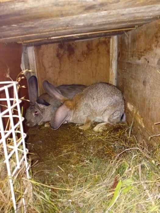 Iepuroi de vânzare 150 lei