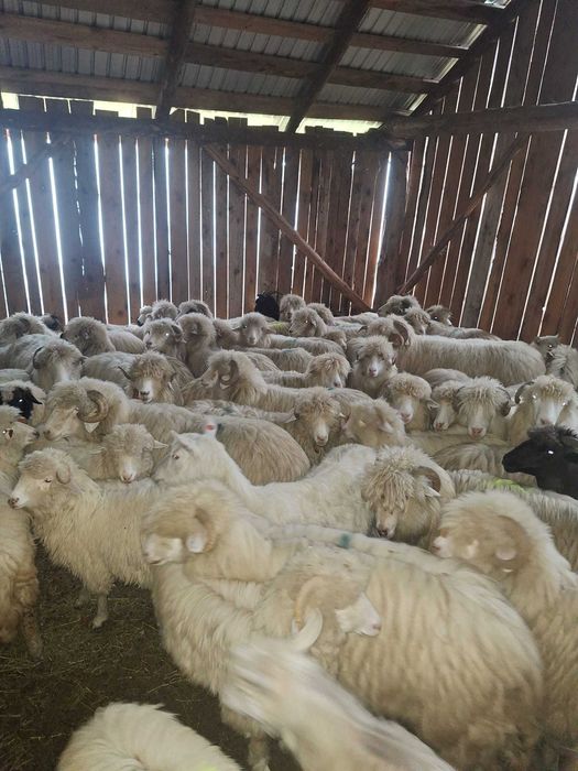 Disponibile oi băle tinere. Jud. Bistrița Năsăud.