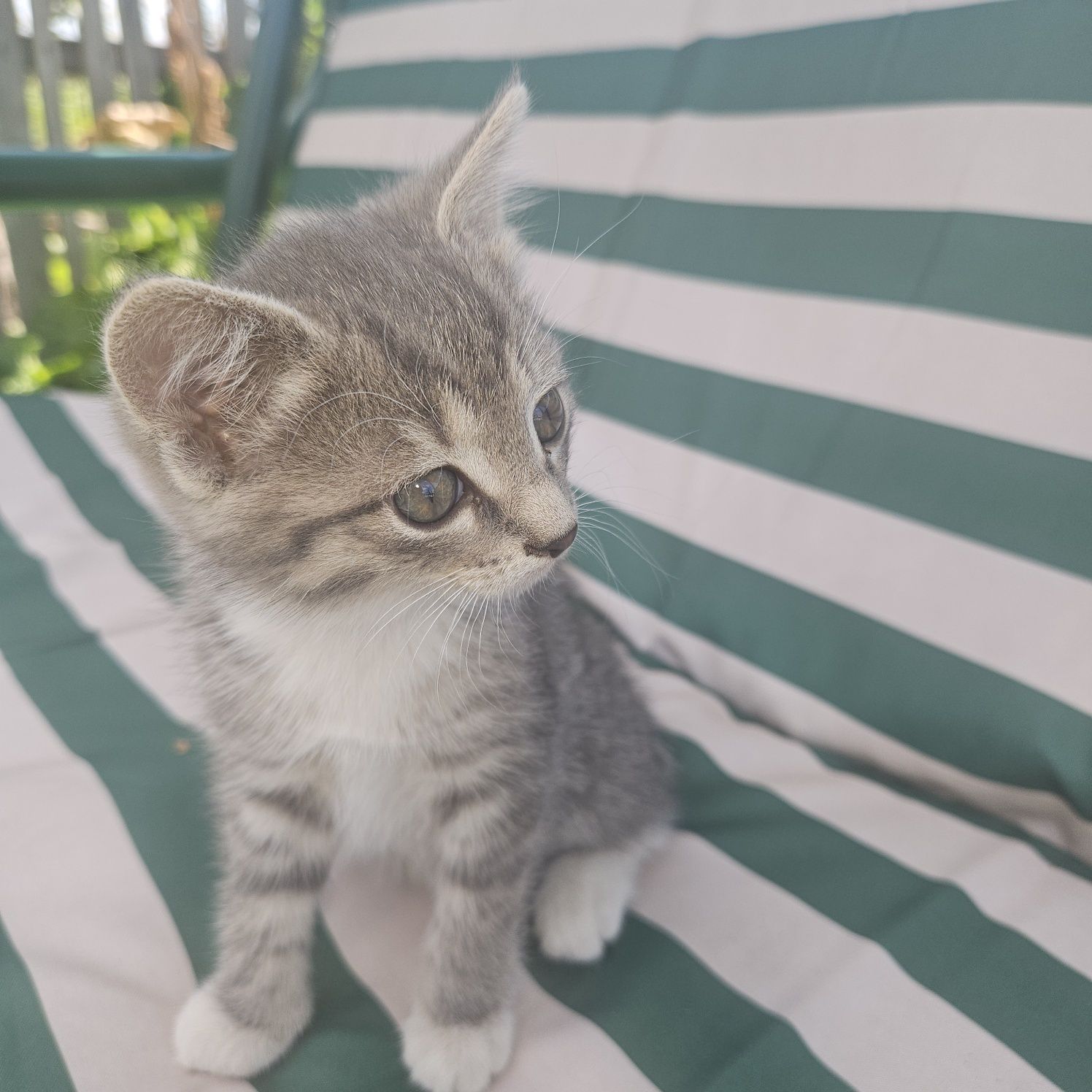Отдам котят, девочки, 1,5месяца