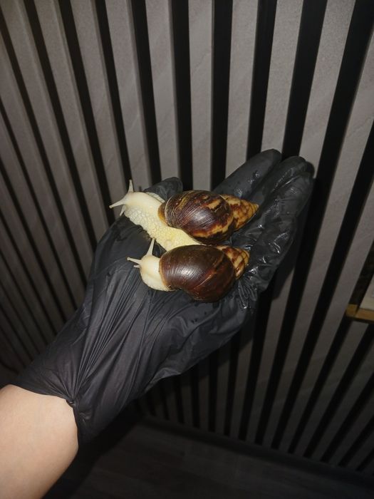 Axatina retikulyata axatina fulika albinos 8yarm 9sm tuxumga krgan