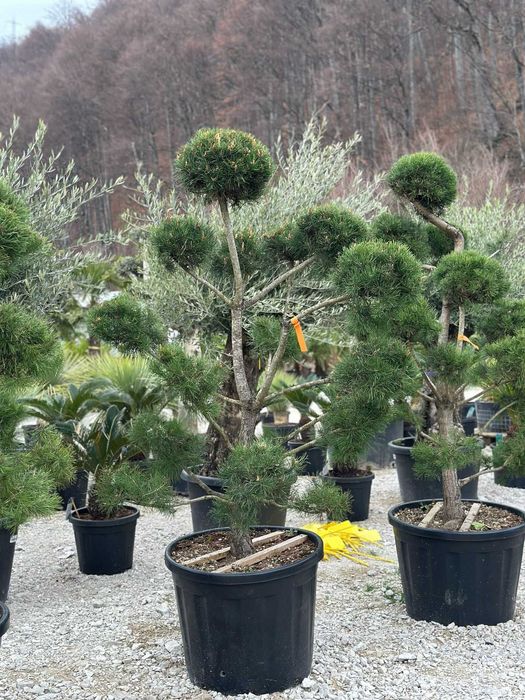 Palmier tranhicarpus