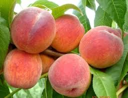 Pomi Fructiferi!!!