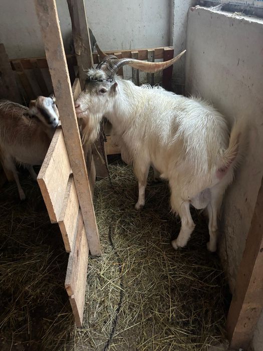 Tap de  vanzare  3 ani