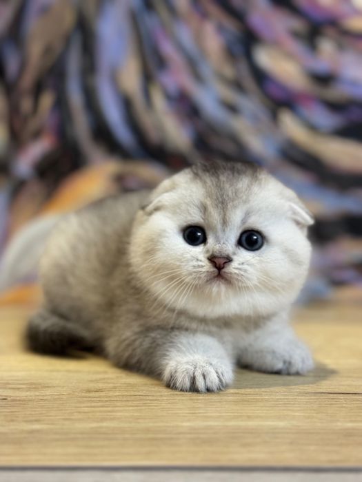 Породистые котята шиншиллы