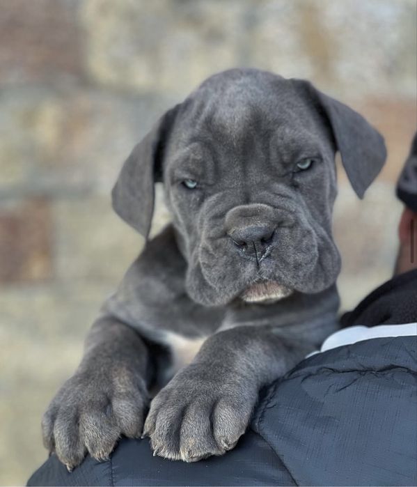 Кане корсо кученца