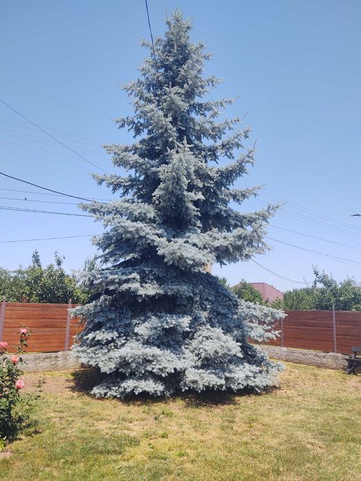 Brad argintiu natural unicat