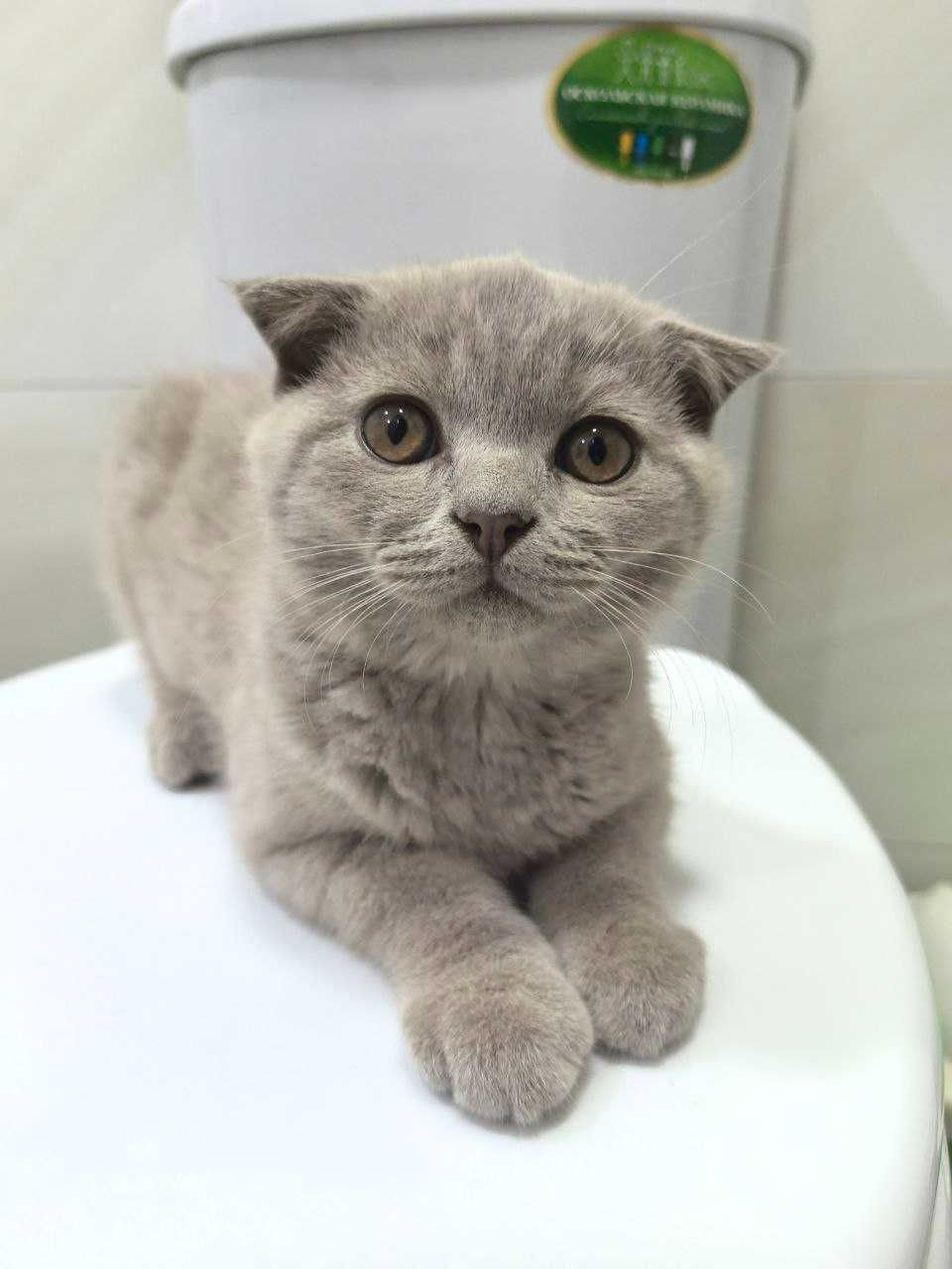 Продаются лиловые котята шотландской вислоухой кошки Девочки иМальчики