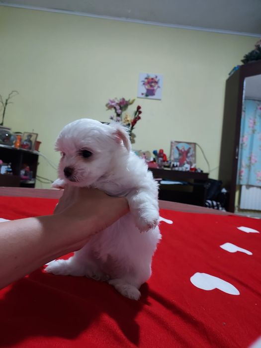 Bichon Maltez mini toy cu certificat